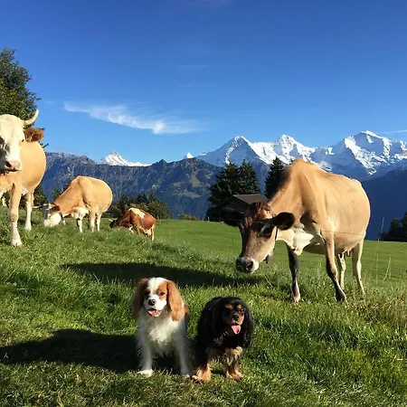 Swiss Lakeview