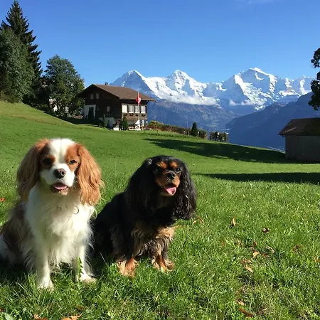 Swiss Lakeview